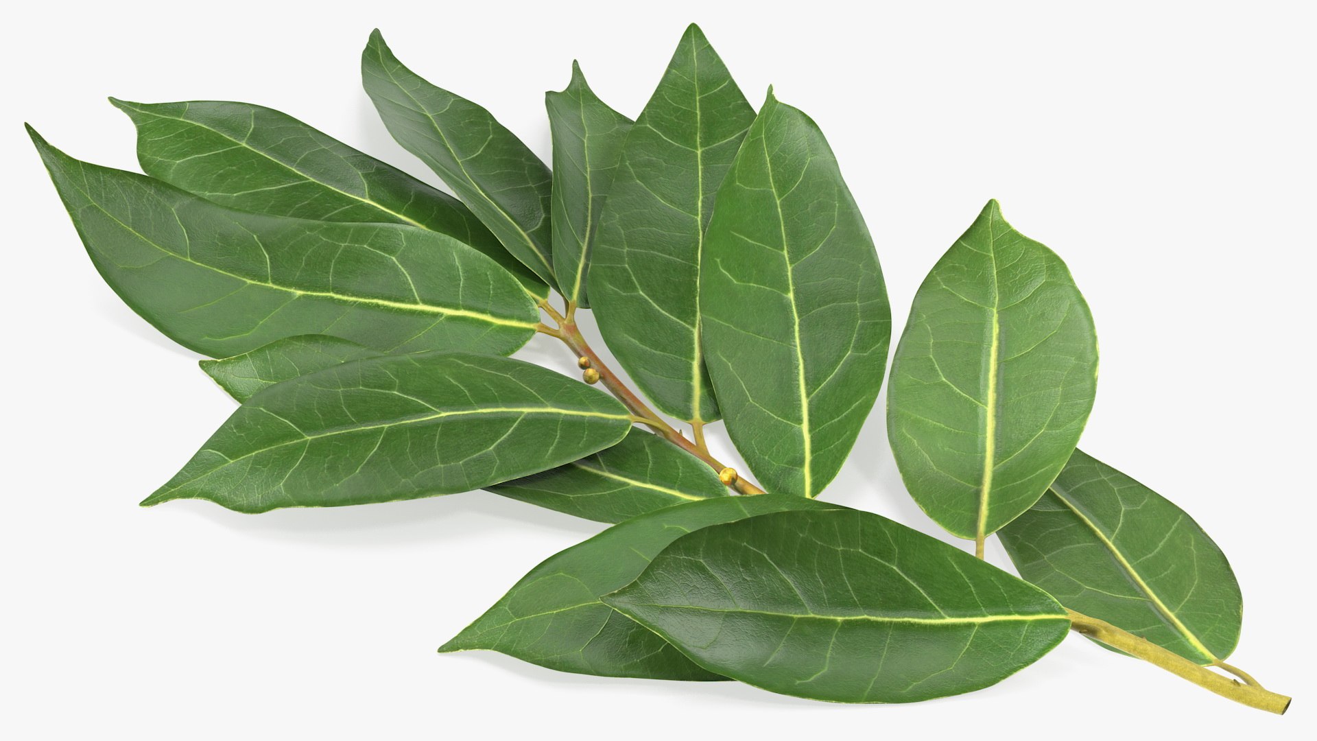Laurus Nobilis Stem 3D model preview