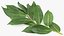 Laurus Collection