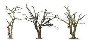 Old Forest Pack 3