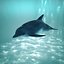 dolphin