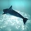dolphin