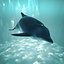 dolphin
