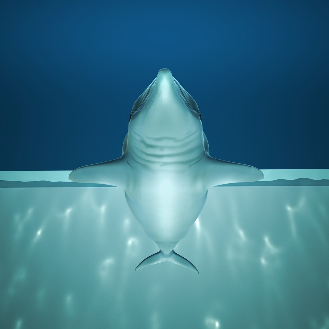 dolphin animation flippers 3d max https://p.turbosquid.com/ts-thumb/Rn/V8knut/Q1OhDKaT/4/jpg/1345833877/1920x1080/fit_q87/ce25b0c5a556fe6cb4de9e2883020f192d37c3c9/4.jpg