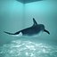 dolphin
