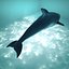 dolphin