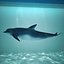 dolphin
