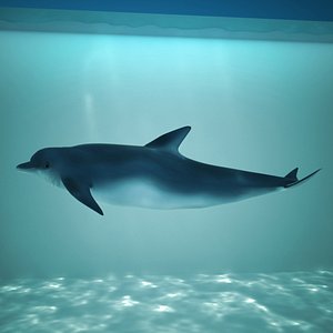 dolphin