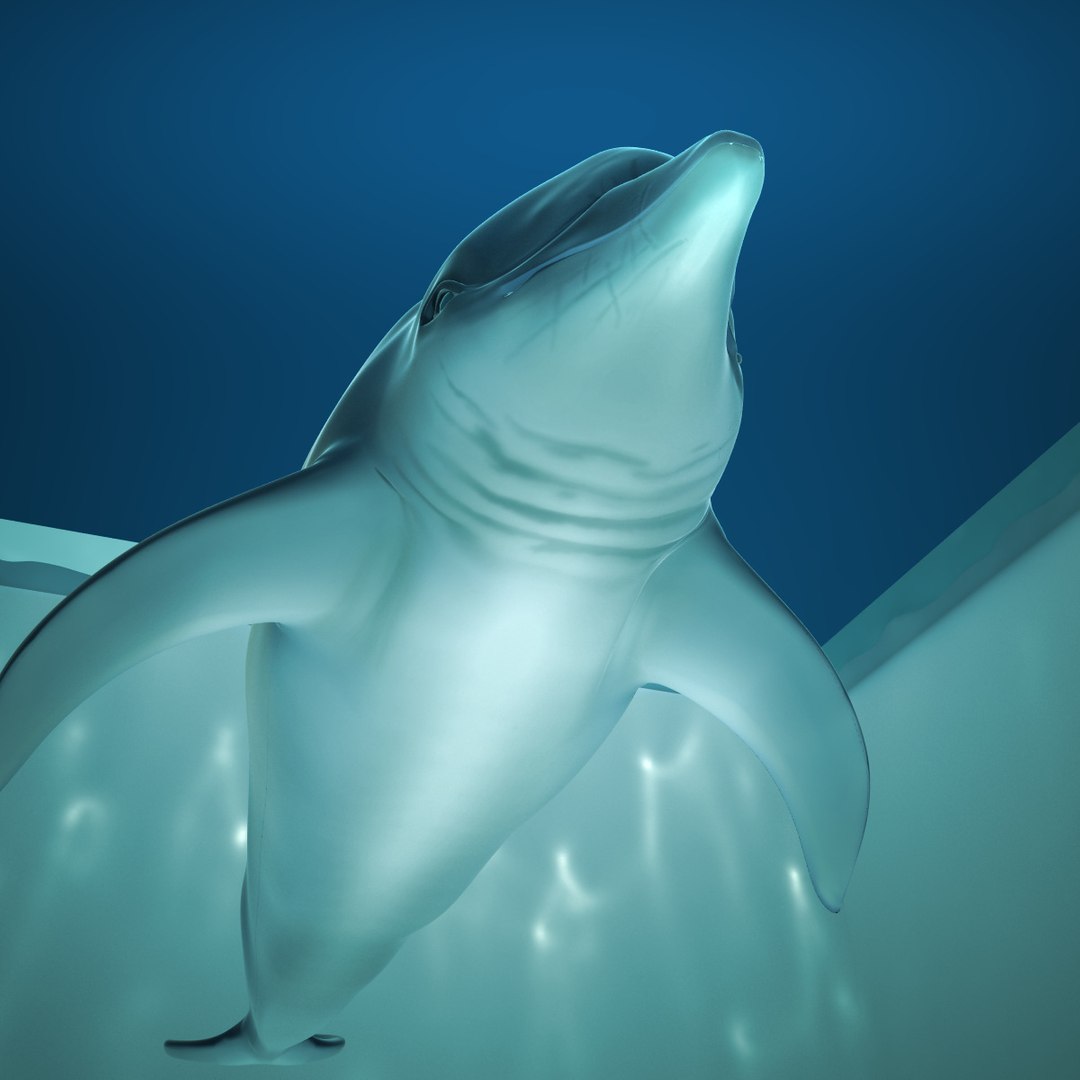 dolphin animation flippers 3d max https://p.turbosquid.com/ts-thumb/Rn/V8knut/rstlJFKY/9/jpg/1345834169/1920x1080/fit_q87/fcbbb03f4f46f99e46ddff96cd222adfdae0715e/9.jpg