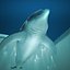 dolphin