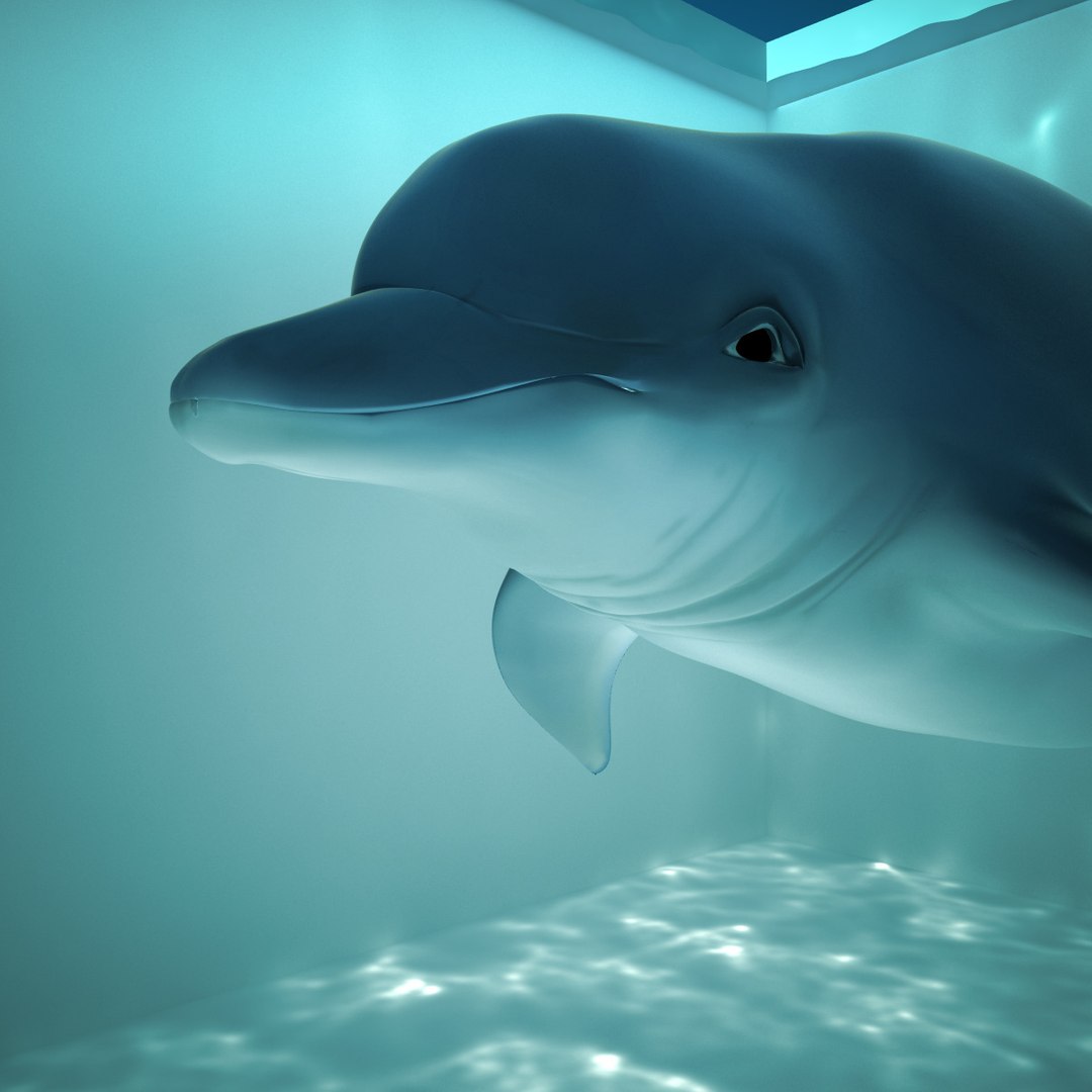 dolphin animation flippers 3d max https://p.turbosquid.com/ts-thumb/Rn/V8knut/sD16pjMZ/8/jpg/1345833921/1920x1080/fit_q87/319e37c2a43c2c595558c16fc7711190fb874e54/8.jpg