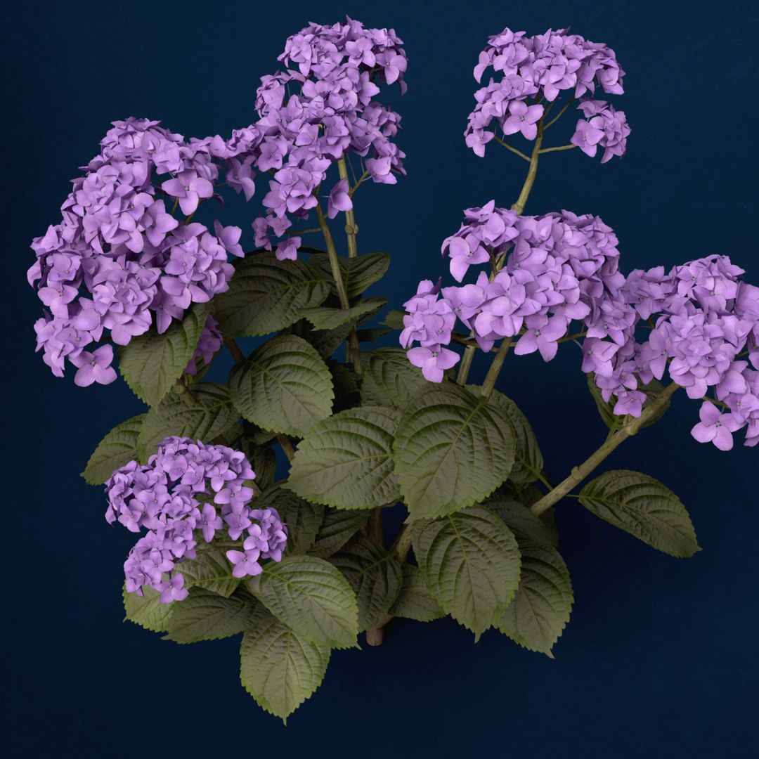 hortensia hydrangea sp lwo https://p.turbosquid.com/ts-thumb/Rn/XD81cv/8BCHZvyF/fl48hortensia3/jpg/1462559980/1920x1080/fit_q87/6f6991437972a243443a4b597ce7b36ef27ae96c/fl48hortensia3.jpg