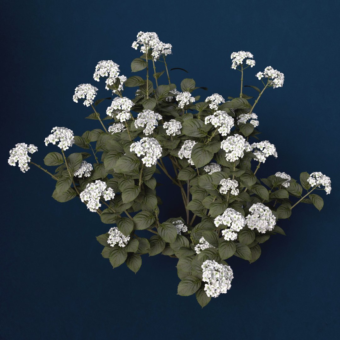 hortensia hydrangea sp lwo https://p.turbosquid.com/ts-thumb/Rn/XD81cv/BNazDChQ/fl48hortensia7/jpg/1462559980/1920x1080/fit_q87/13c4d27397041d33c041f254e3108bdd24b246f4/fl48hortensia7.jpg