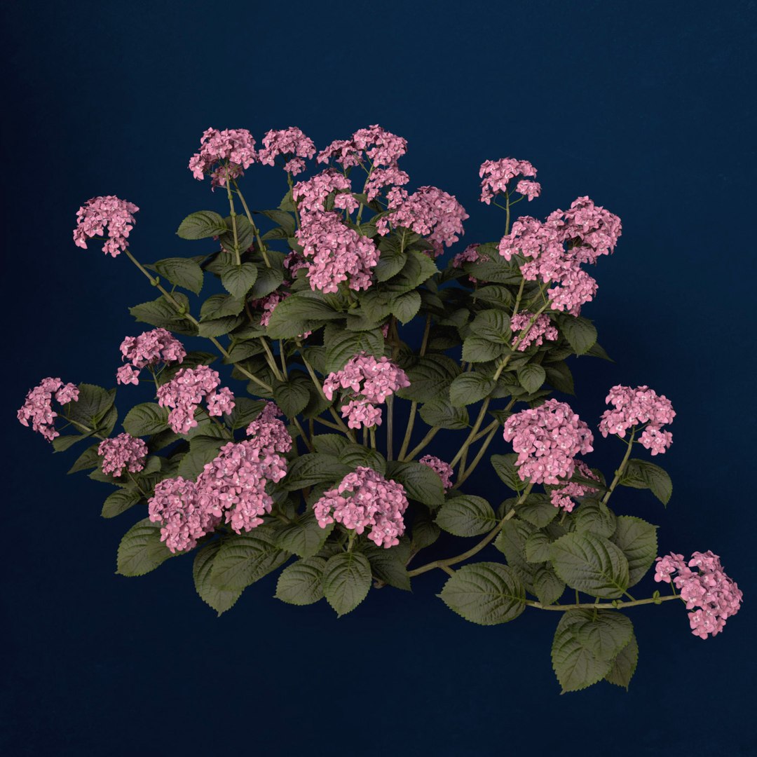hortensia hydrangea sp lwo https://p.turbosquid.com/ts-thumb/Rn/XD81cv/BSqjArT8/fl48hortensia5/jpg/1462559980/1920x1080/fit_q87/6dd6d9f3a2f20127fc637be10ed903b65dc830aa/fl48hortensia5.jpg