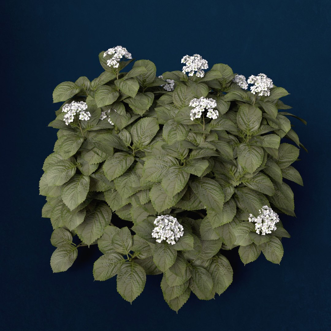 hortensia hydrangea sp lwo https://p.turbosquid.com/ts-thumb/Rn/XD81cv/IybPggRg/fl48hortensia9/jpg/1462559980/1920x1080/fit_q87/0cbad2ce616797c47eba81792ed2eb2237731e91/fl48hortensia9.jpg