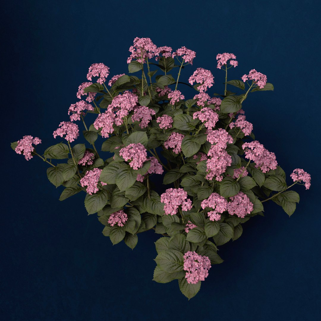 hortensia hydrangea sp lwo https://p.turbosquid.com/ts-thumb/Rn/XD81cv/JXMMbsko/fl48hortensia6/jpg/1462559980/1920x1080/fit_q87/cf225cdc580a186a769645b5a9151d70b7a7f96c/fl48hortensia6.jpg
