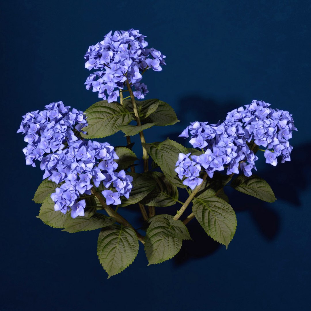 hortensia hydrangea sp lwo https://p.turbosquid.com/ts-thumb/Rn/XD81cv/NKuG8piC/fl48hortensia1/jpg/1462559980/1920x1080/fit_q87/01512d21ddae4f3963092e7d05980da094cf796e/fl48hortensia1.jpg