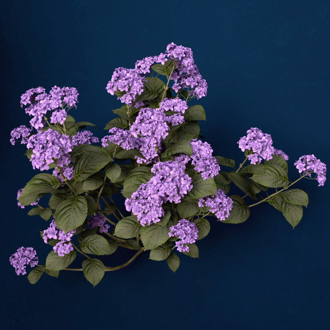 hortensia hydrangea sp lwo https://p.turbosquid.com/ts-thumb/Rn/XD81cv/jnJosRaZ/fl48hortensia4/jpg/1462559980/1920x1080/fit_q87/09374dc371acf5092ca4471323266b9d83324b12/fl48hortensia4.jpg