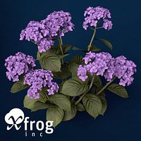 XfrogPlants Hortensia