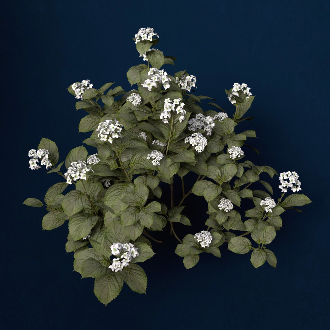 hortensia hydrangea sp lwo https://p.turbosquid.com/ts-thumb/Rn/XD81cv/tl9jMf9g/fl48hortensia8/jpg/1462559980/1920x1080/fit_q87/418b9796ef4ac33da4d30c739a591242a869b48e/fl48hortensia8.jpg