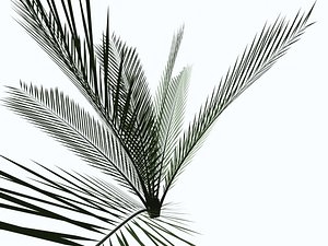 3d model of trees