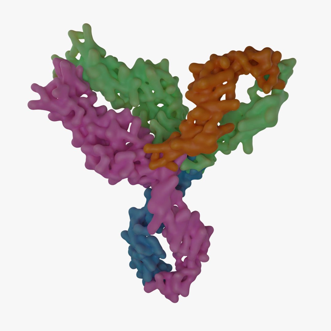 3D Immunoglobulin G Antibody Molecule -Y-shaped Antibody Model ...