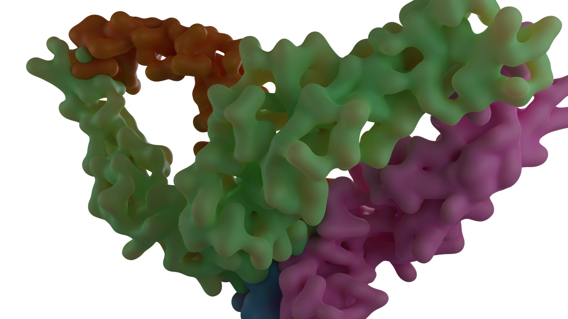 3D Immunoglobulin G Antibody Molecule -Y-shaped Antibody Model ...