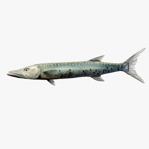 Barracuda 3D