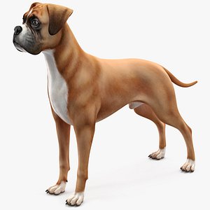 Boxer Dog for 3D Print 3D model