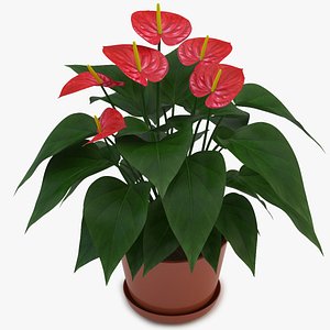 Anthurium Red