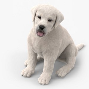 White Labrador Retriever Puppy Sitting Pose Fur 3D model