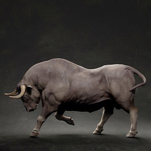 animal bull model