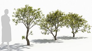 Acer palmatum model