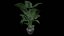 Modèle 3D de plantes de palmiers Areca pour le modèle 3D Unity