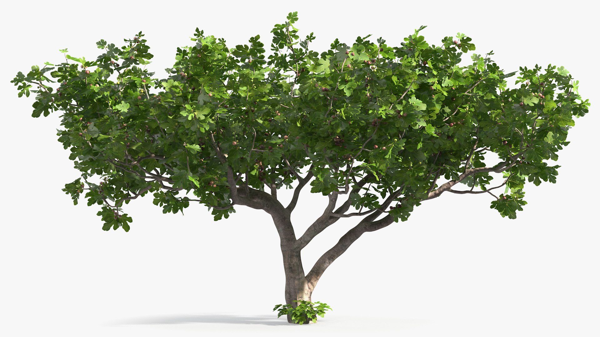 Big Fig Tree with Fruits 3D model preview