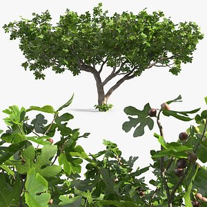 Big Fig Tree with Fruits