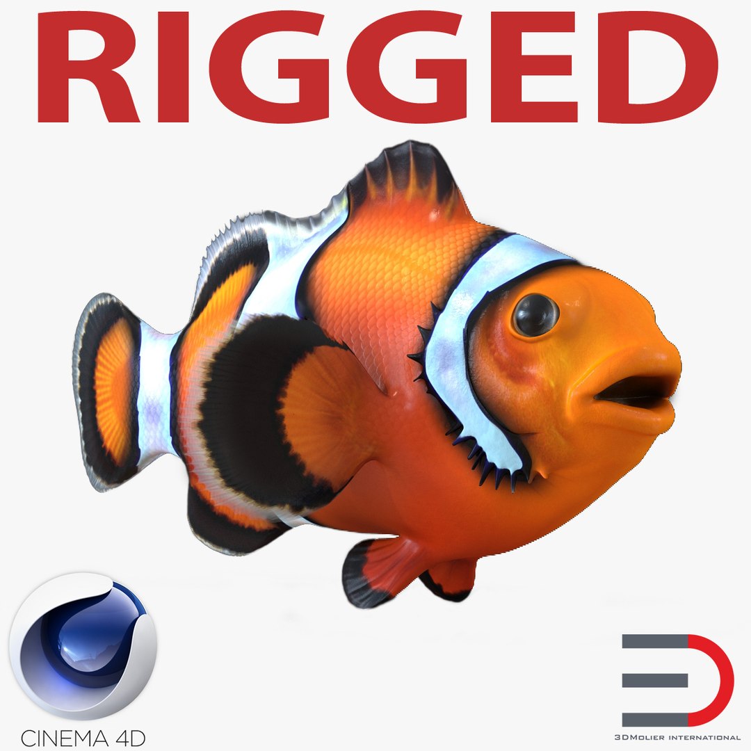 Clownfish Rigged for Cinema 4D 3D model preview
