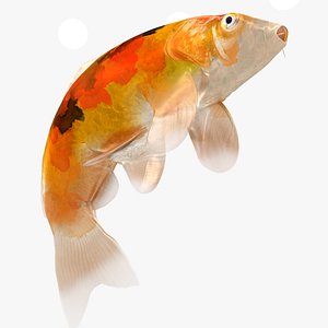 Japanese Carp Fish Rigged L1717 3D