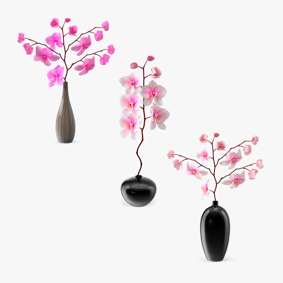 Orchid Collection 3D model preview