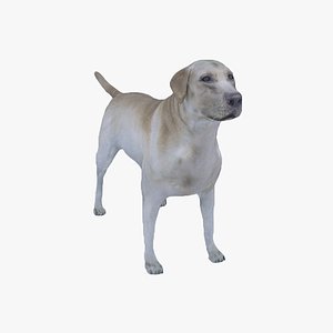 Free 3D Golden-Retriever Models | TurboSquid