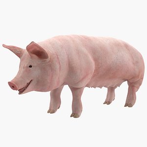 Pig Sow Landrace Rigged for Cinema 4D 3D Model