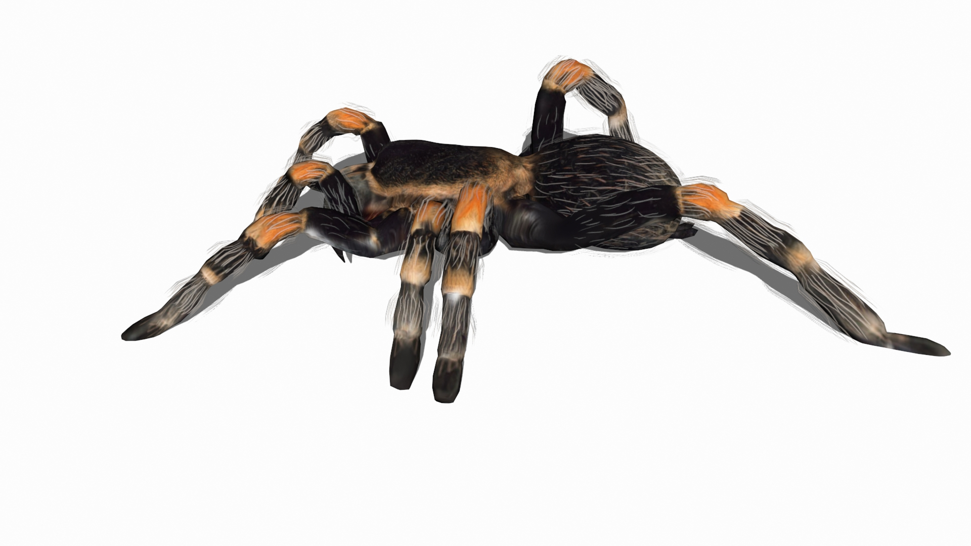 3D Spider Bug Insect - TurboSquid 1672727