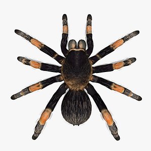 Tarantula Animated