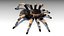 3D spider bug insect