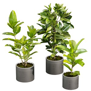 3D plant vol 942 - indoor - rubber - ficus
