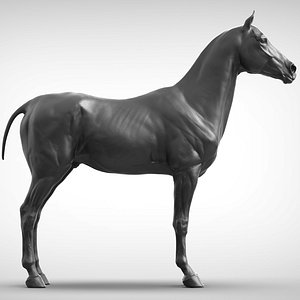 3D sport horse