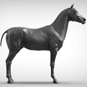 Sport Horse