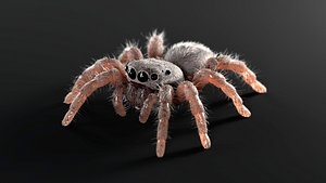 Jumping Spider 3D