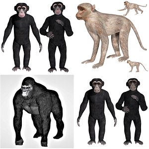 Rigged Primate Forest Animal Ape collection