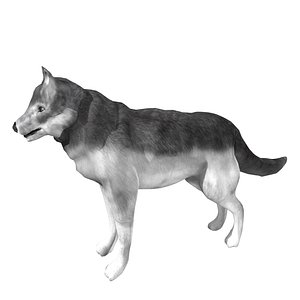 wolf