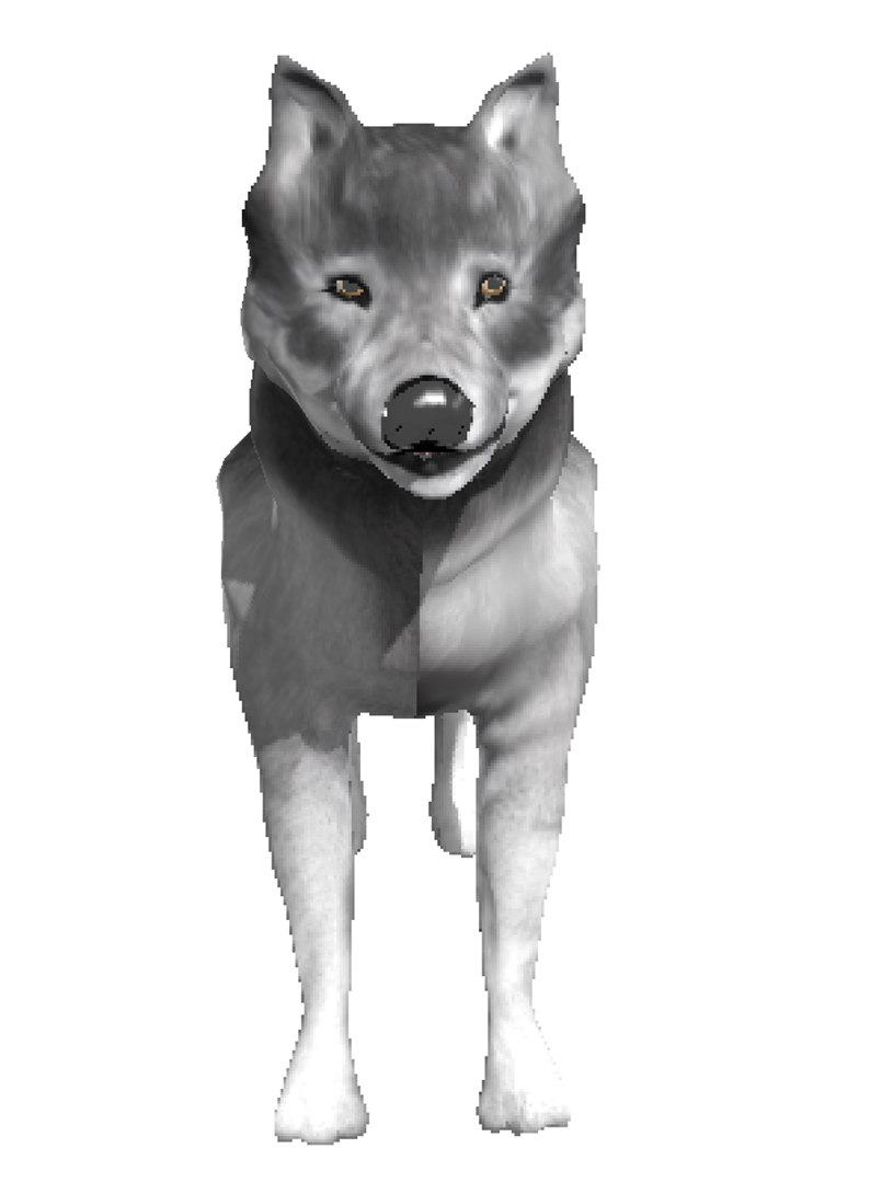 free wolf l 3d model https://p.turbosquid.com/ts-thumb/Rp/Etb2xJ/l8sRPiYs/3/png/1453612243/1920x1080/fit_q87/3cd6e4900fc244ee7d682d361412b1046b8e1173/3.jpg